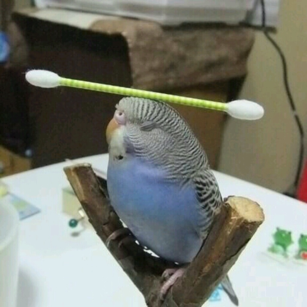 Meet your Posher, Melody